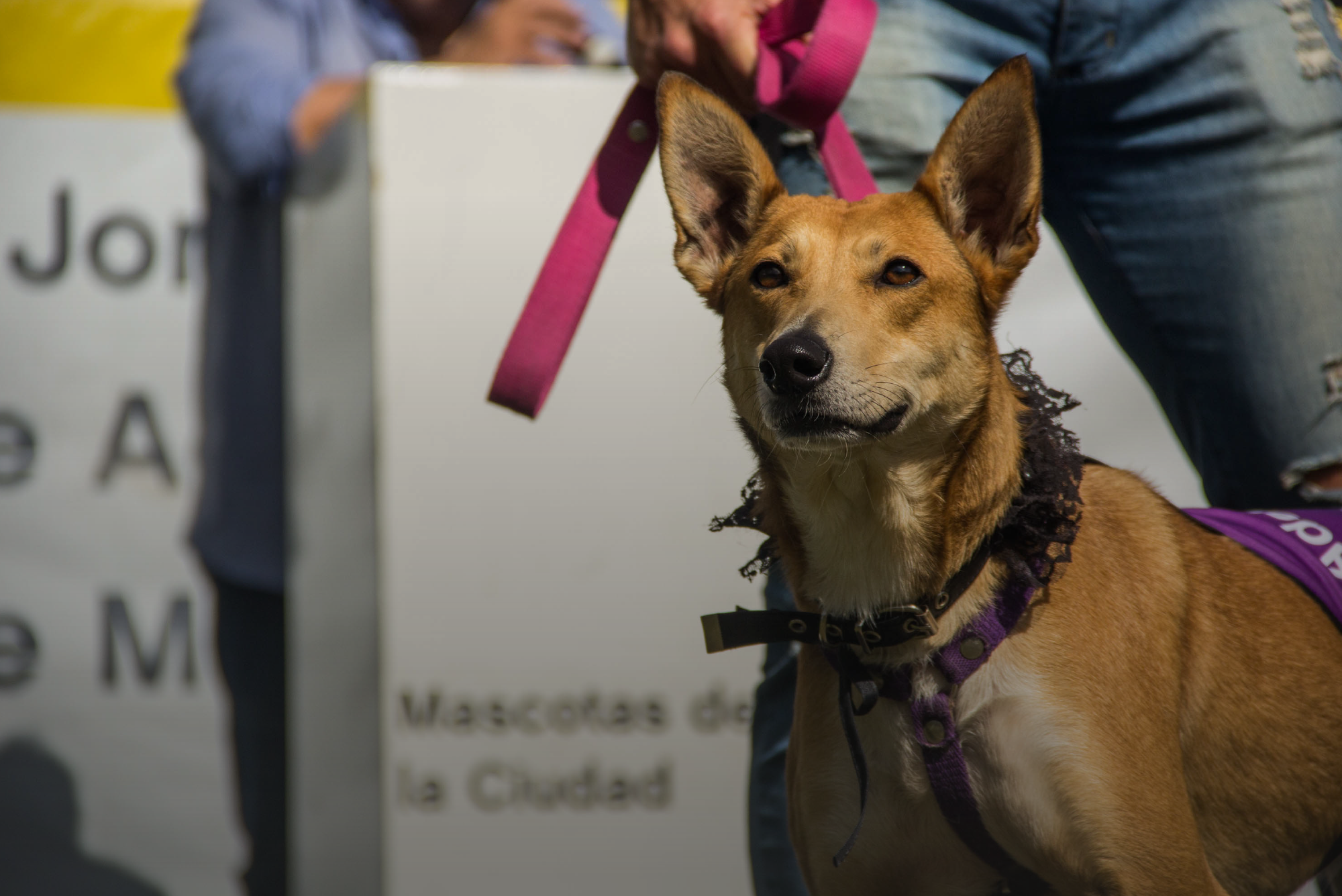 Jornada de Adopción de Mascotas ¡Sumate!