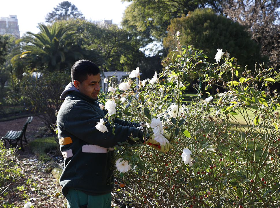 Los rosedales de la Ciudad repartirán esquejes a los vecinos para que puedan tener su propia planta en casa