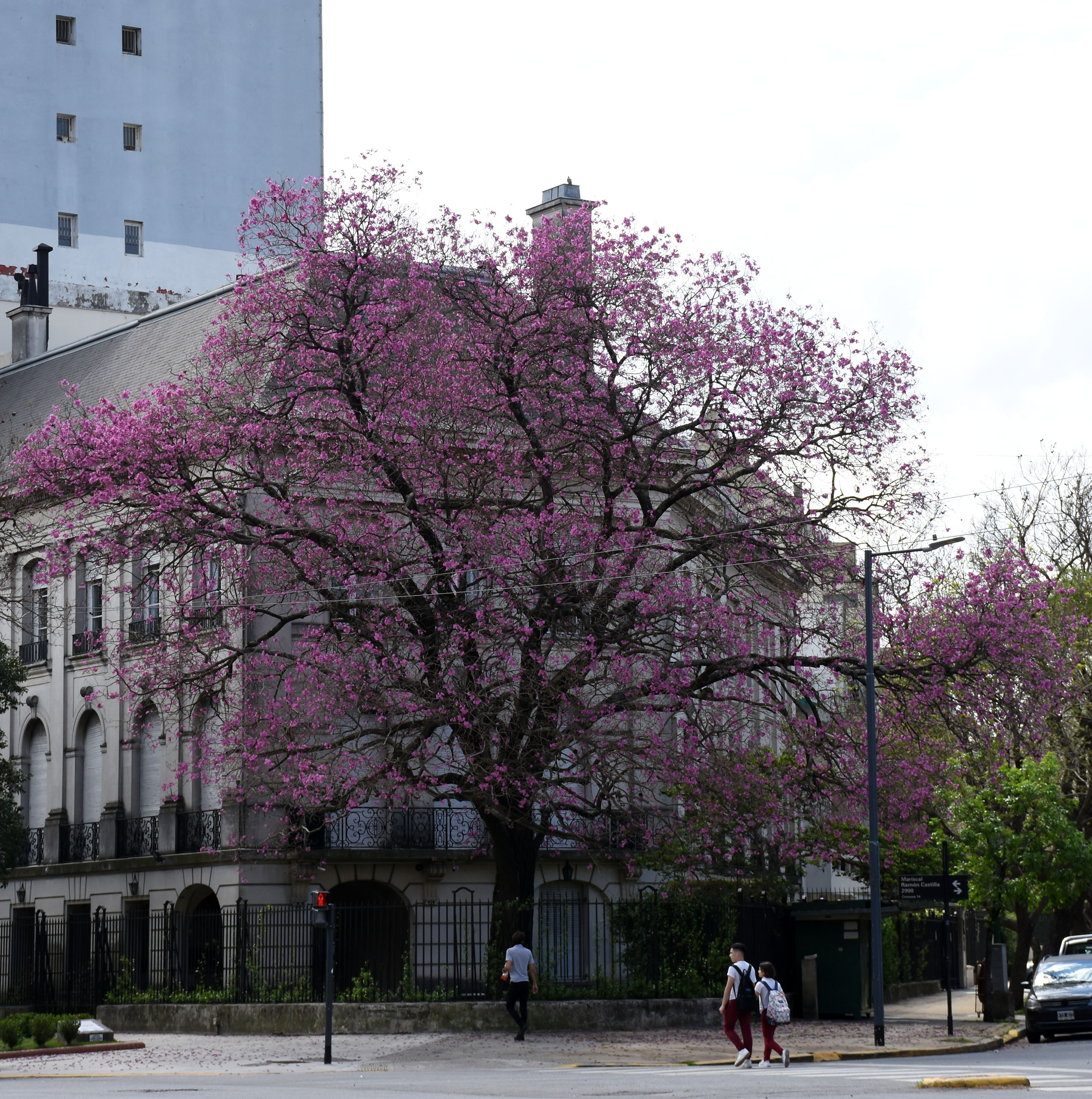 Floración de Lapachos