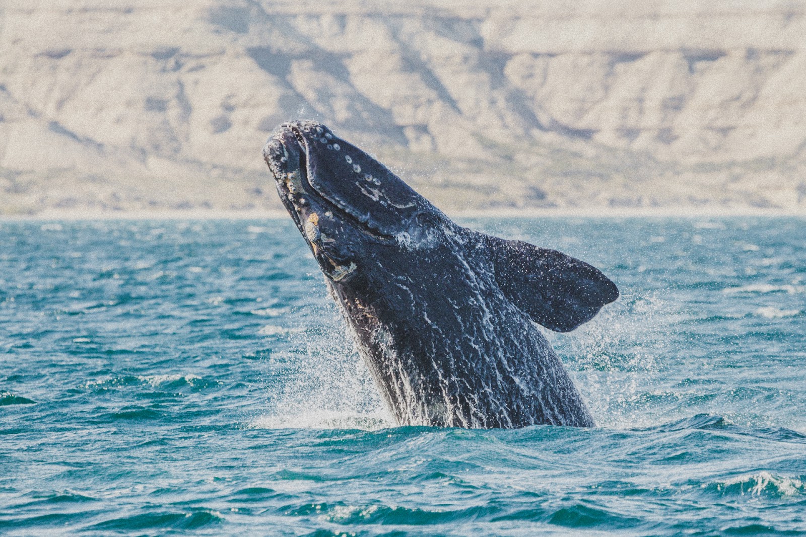 Green Film Fest: Muestra de Cine Ambiental Argentino