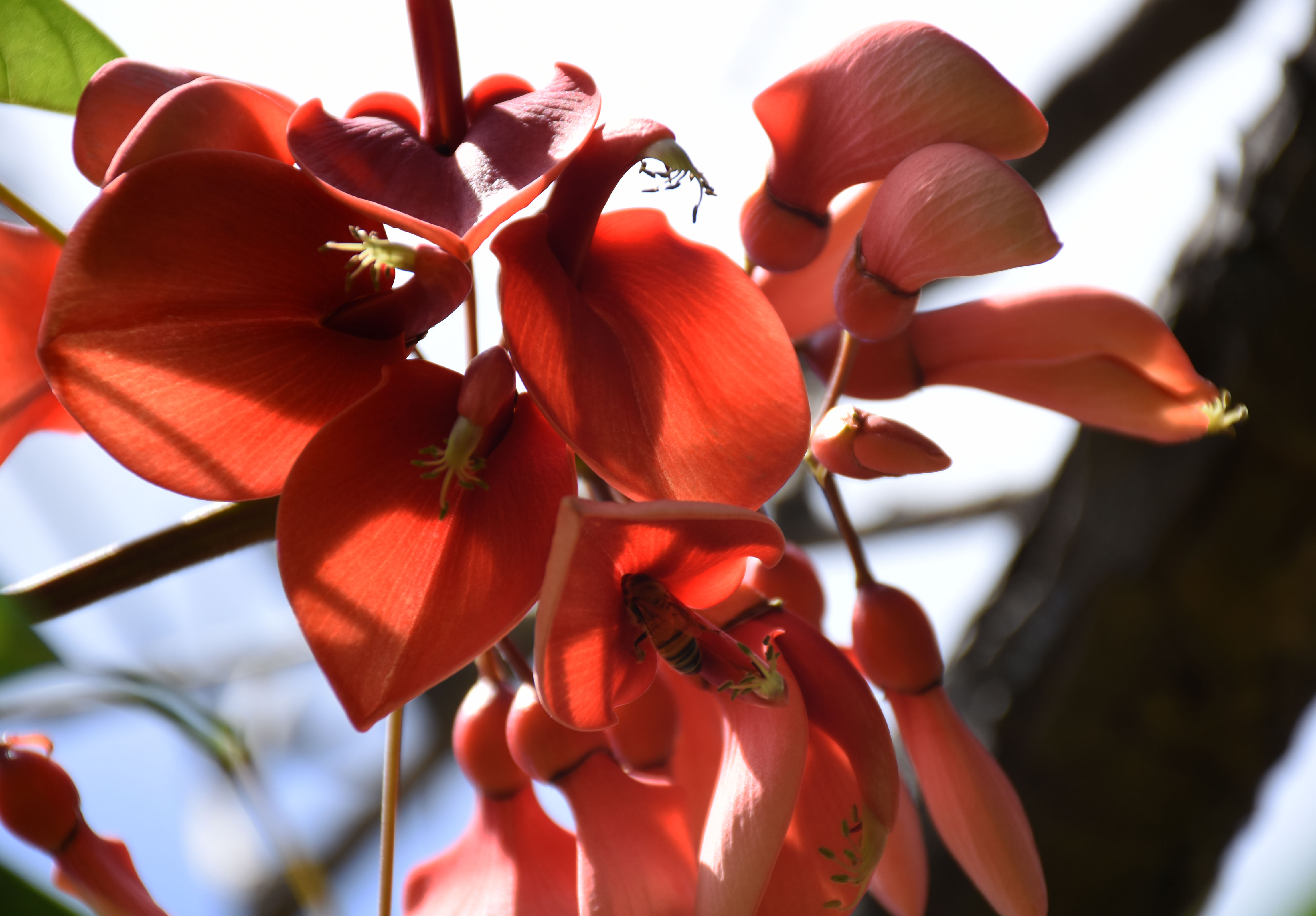 Celebración del Día de la Flor Nacional. El Ceibo en su esplendor.