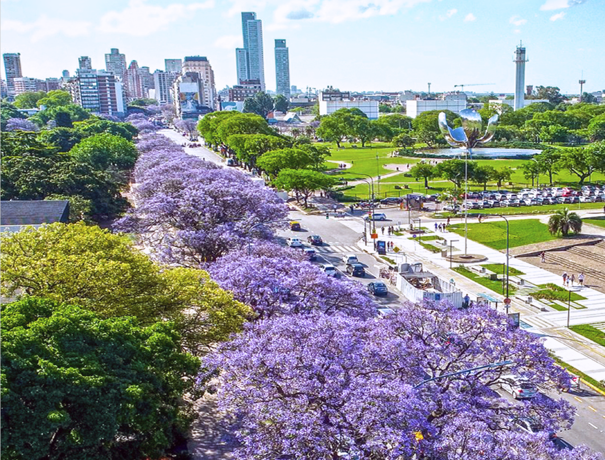 jacarandas buenos aires