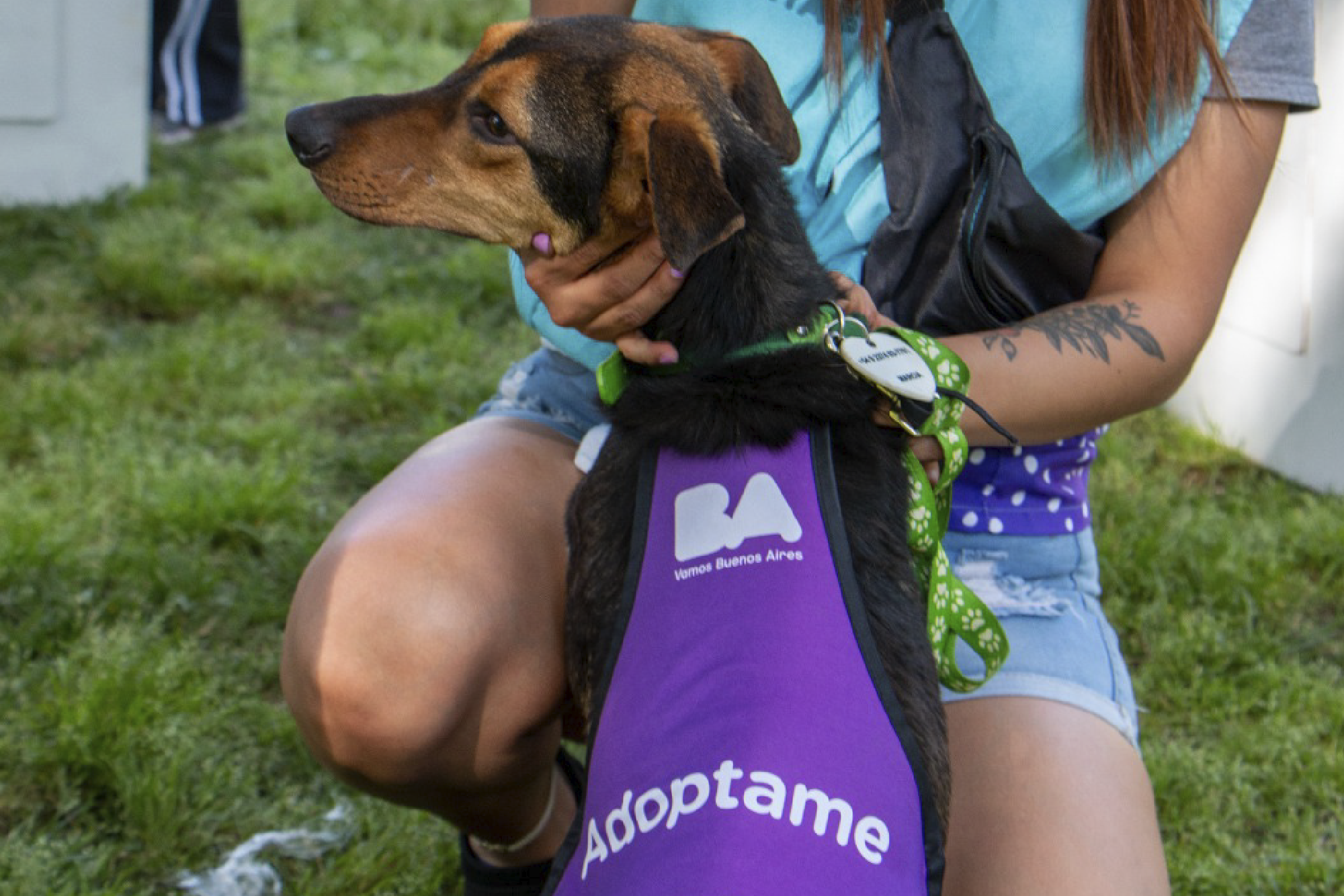 Participá como voluntario en la Jornada de Adopción de Mascotas 
