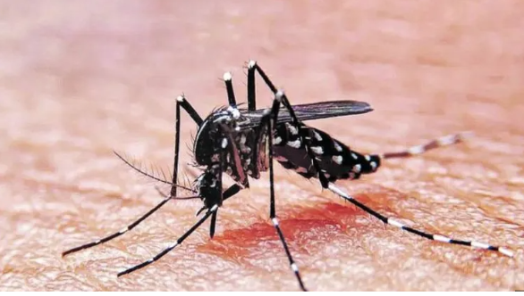 Olas de calor y dengue: su relación con el cambio climático