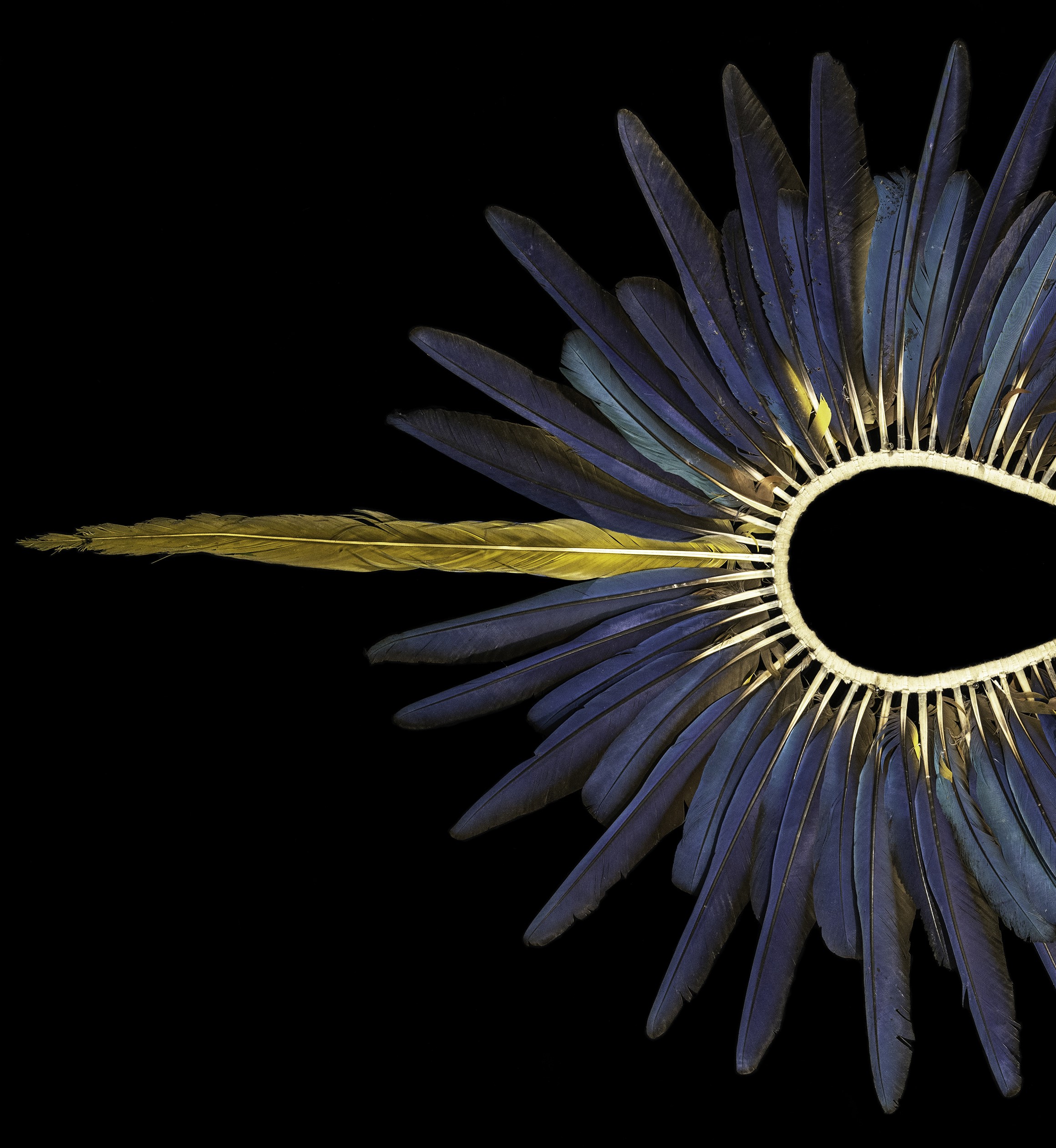 El Secreto de los Seres Pájaro