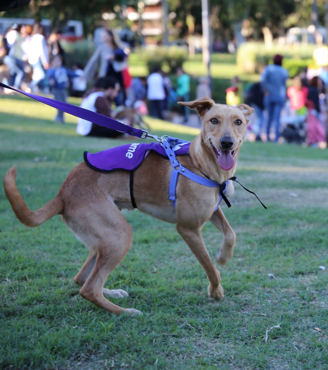 Jornada de Adopción de Mascotas en la Ciudad