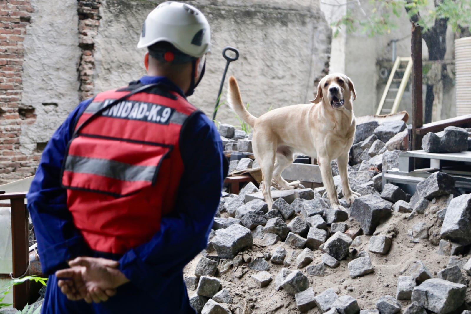 Zeus, el perro superhéroe que busca, nada y vuela para rescatar a vecinos en emergencias