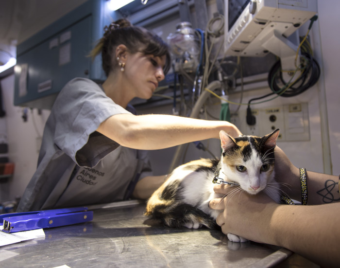 Cómo acceder al servicio gratuito de castración de mascotas