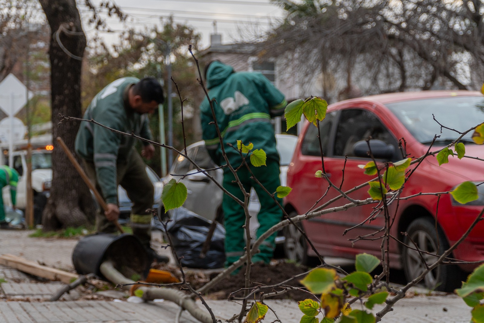 Con un 50% más de ejemplares que el año pasado, arrancó la plantación anual de árboles