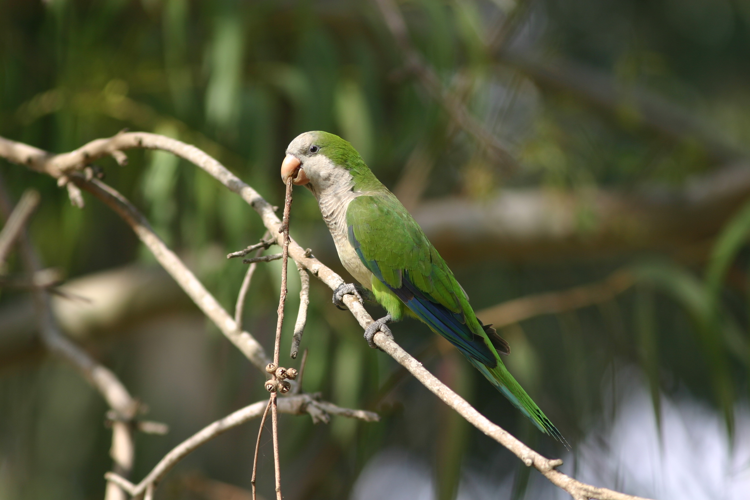 Conocer y celebrar las Aves de la Ciudad