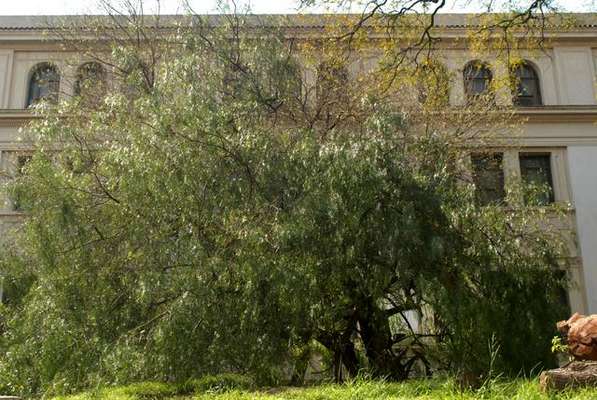 Árboles históricos de la Ciudad: El Aguaribay del Perito Moreno