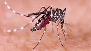 Seguimos capacitando docentes sobre enfermedades transmitidas por mosquitos