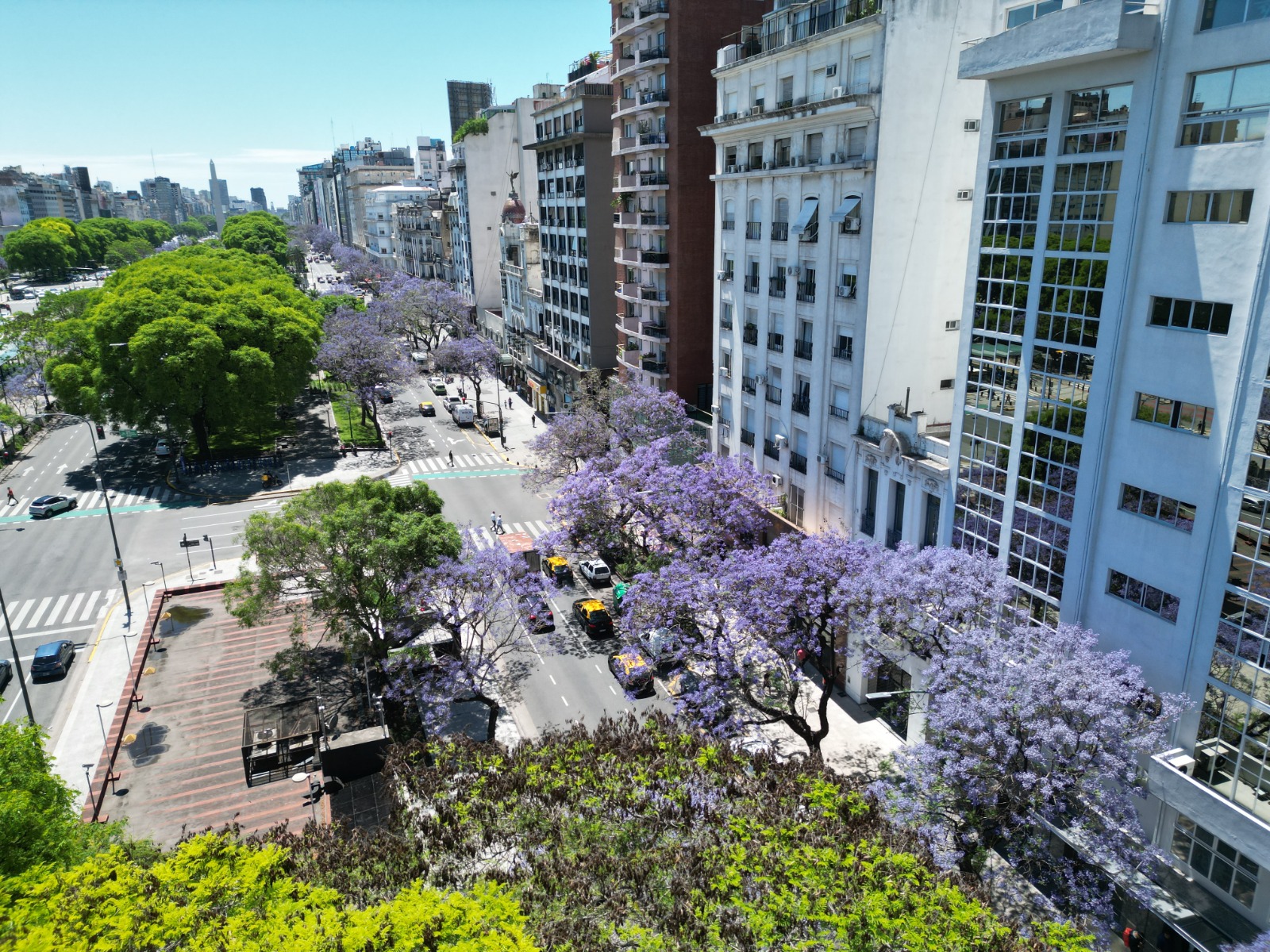 Comenzaron a florecer los jacarandás en las calles y los parques porteños
