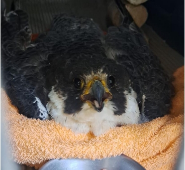 Ecoparque liberó un halcón peregrino que se había accidentado en el centro porteño