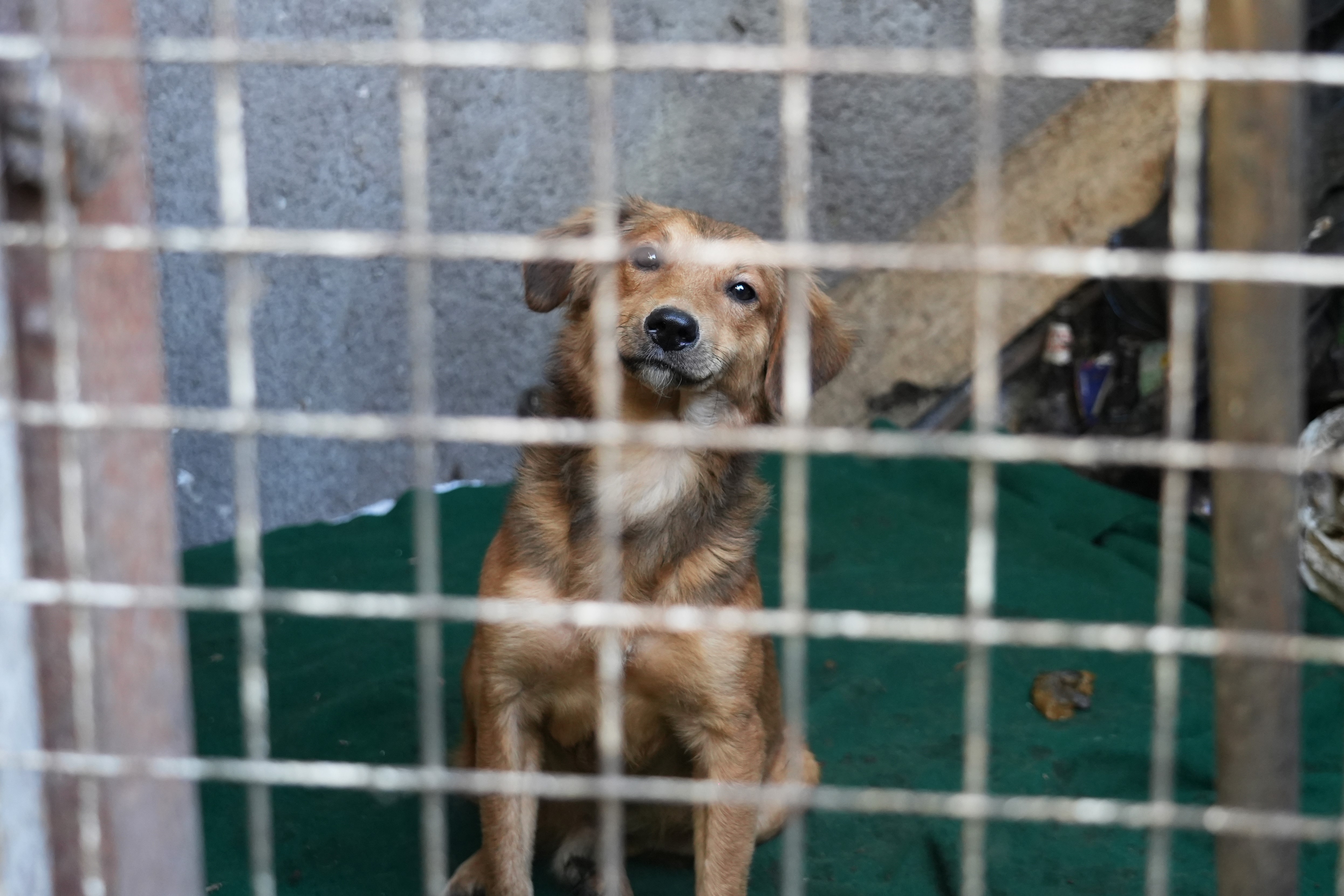 En 2024 Animales BA participó del rescate de 181 perros y gatos