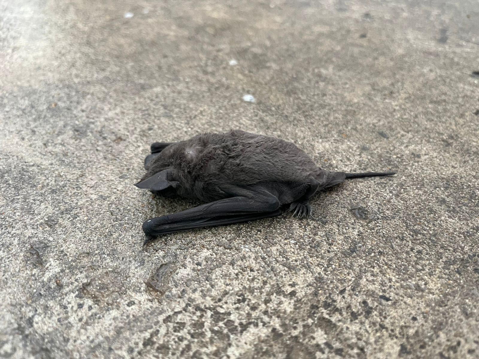 ¿Por qué vemos murciélagos en la Ciudad en esta época del año?