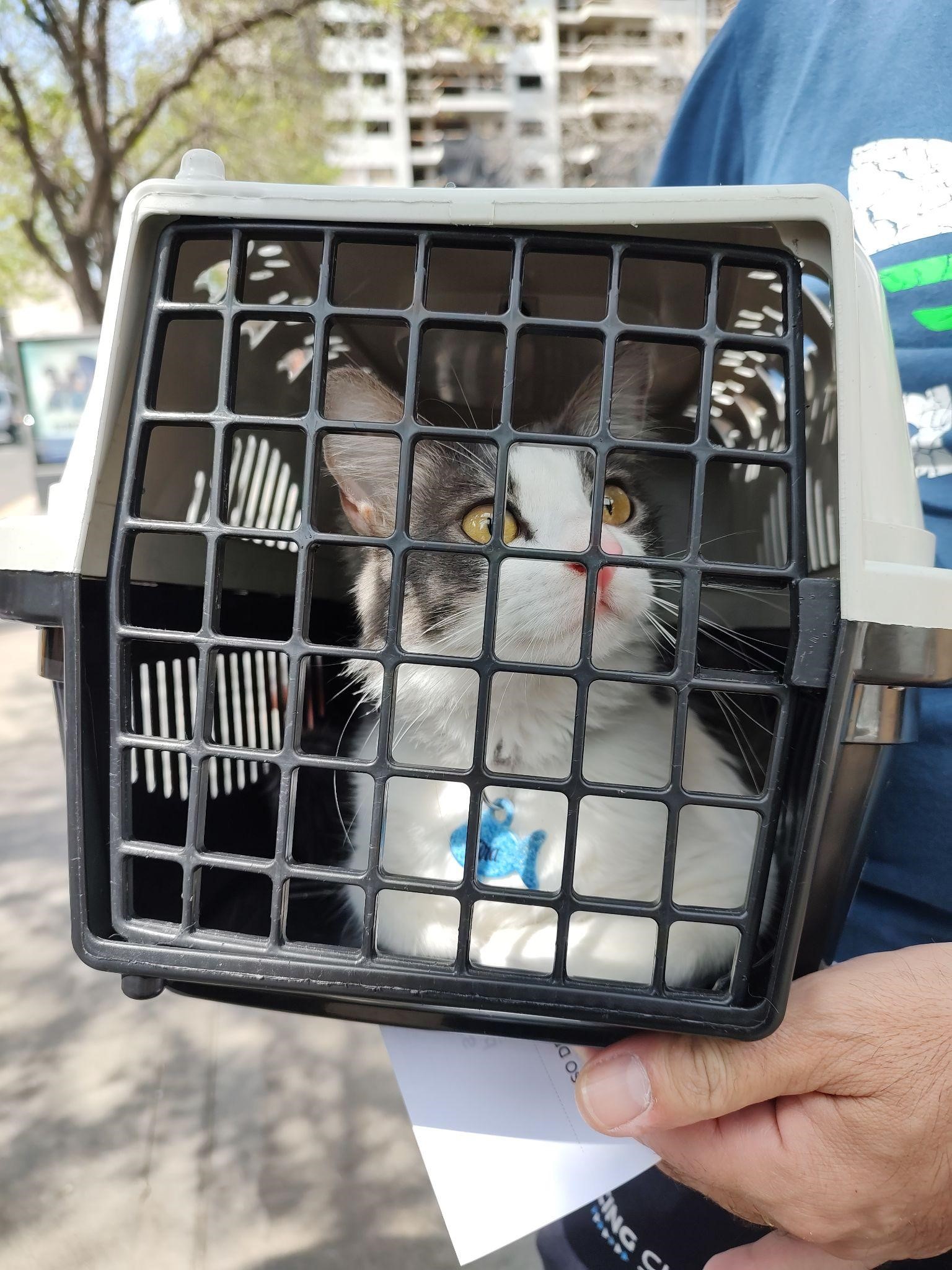 Mascotas en vacaciones: ¿qué es lo mejor para mi perro o gato?