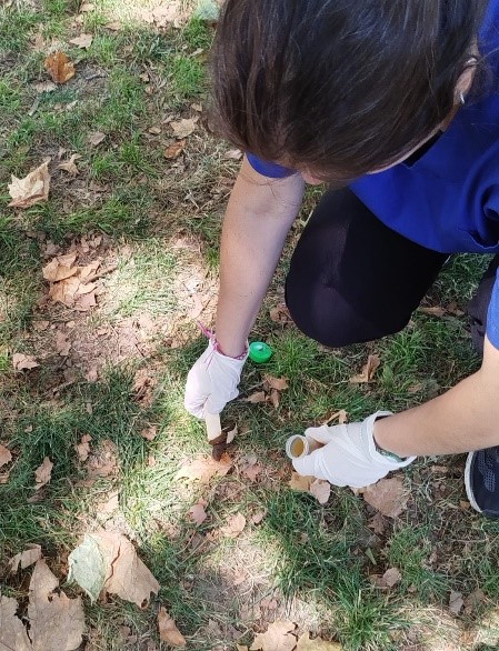 Búsqueda de parásitos zoonóticos en plazas de la Ciudad