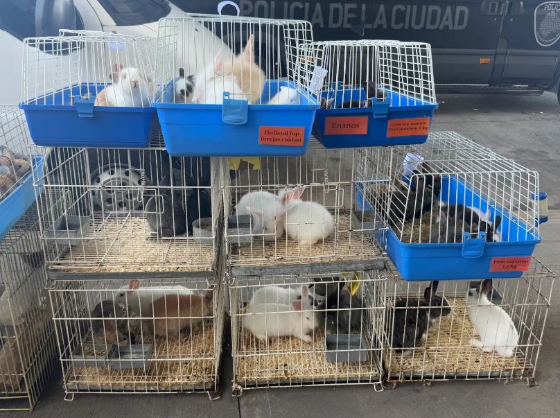 Más de 200 animales rescatados en la Feria de Pompeya