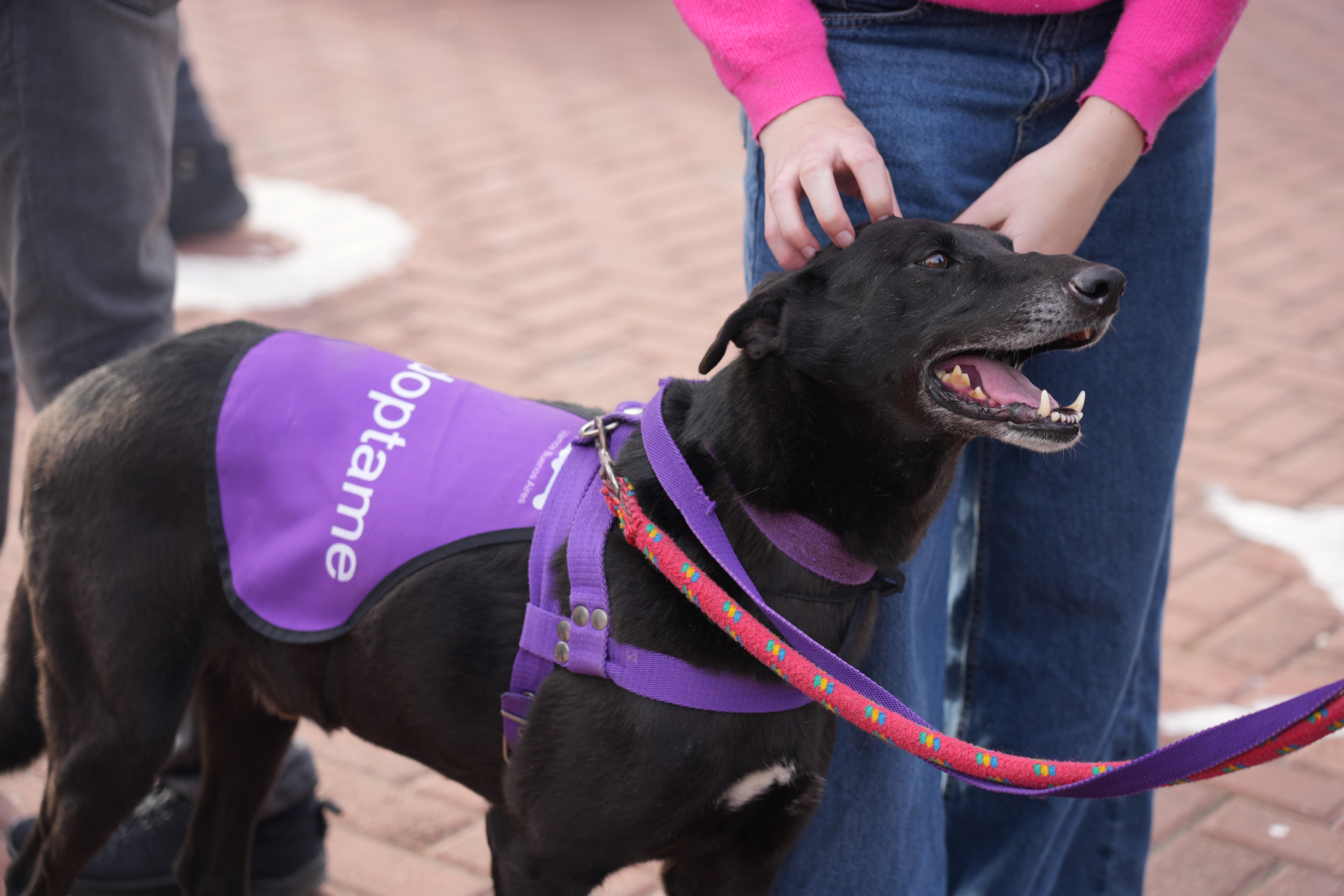 Primera Jornada de Adopción de Perros y Gatos del año