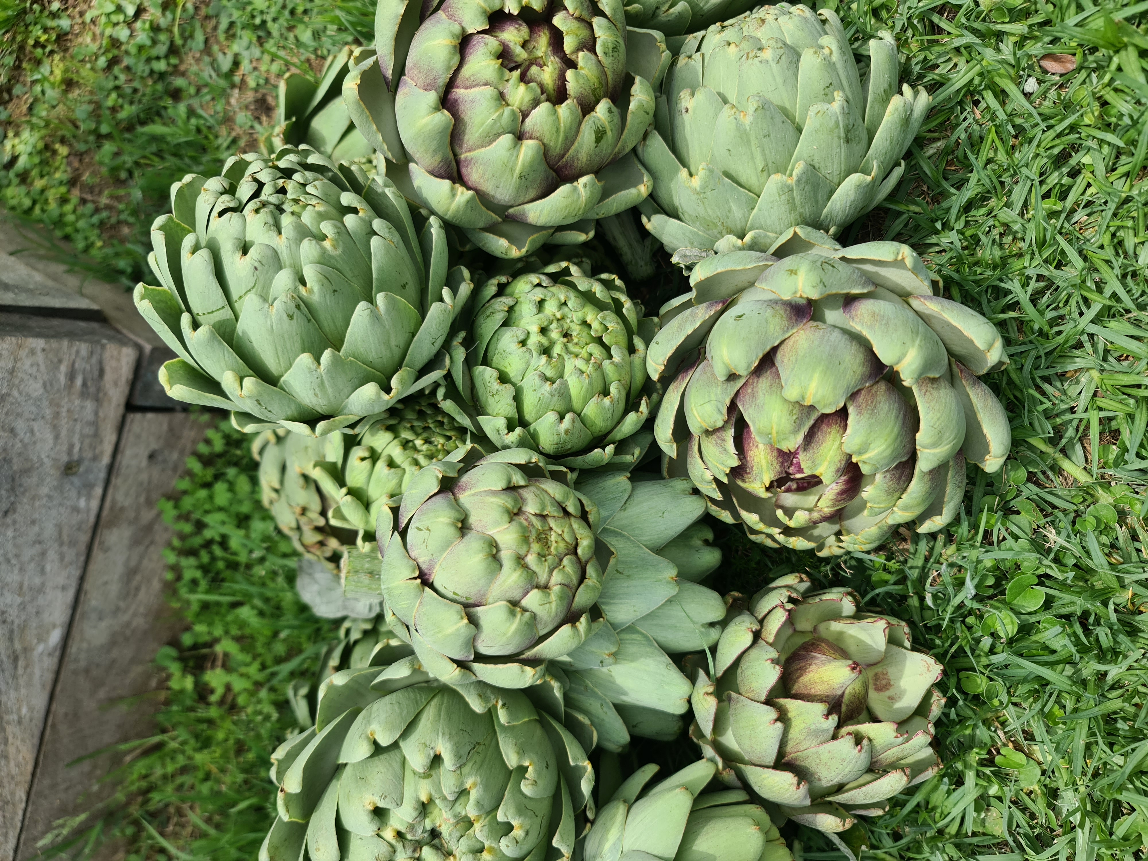 Huerta de otoño: consejos y recomendaciones para cultivar productos de estación