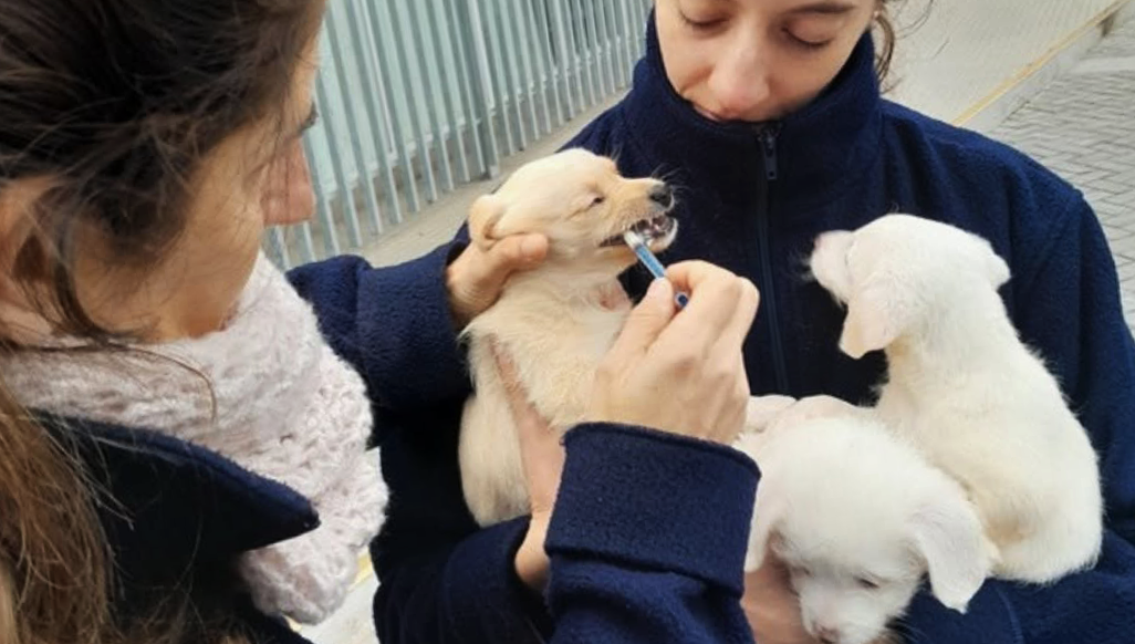 Convocatoria para la Coordinación General de la Residencia de Veterinaria en Salud Pública
