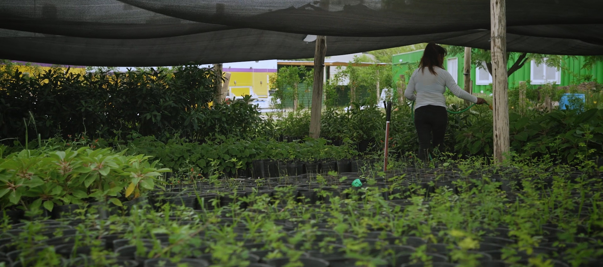 El vivero comenzó a repicar plantines 