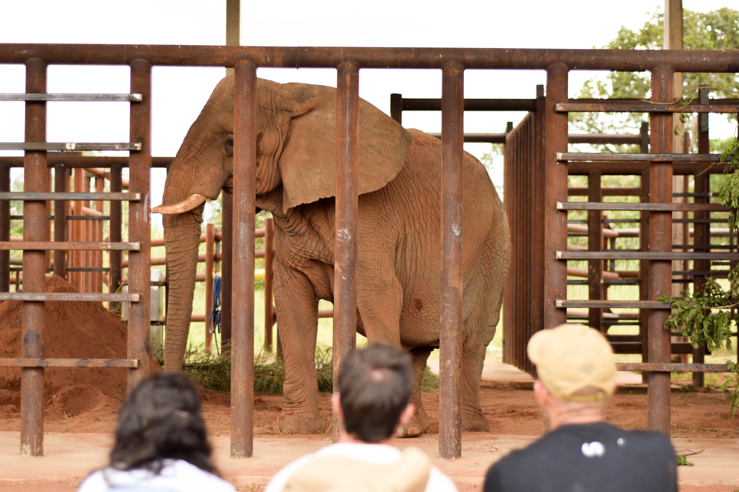 La última elefanta del Ecoparque fue derivada a un Santuario en Brasil