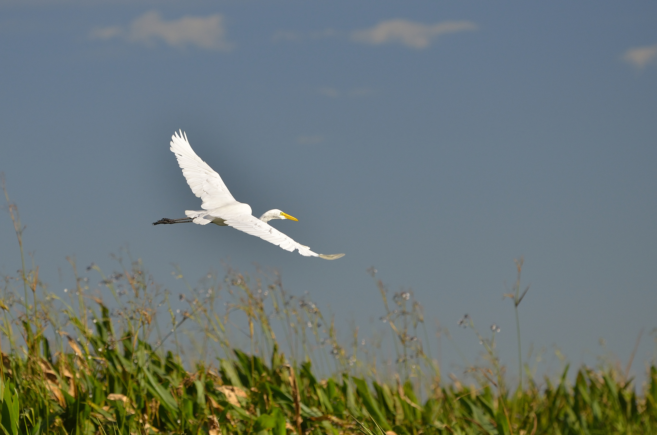 Día Nacional del Animal: educar para respetar todas las formas de vida