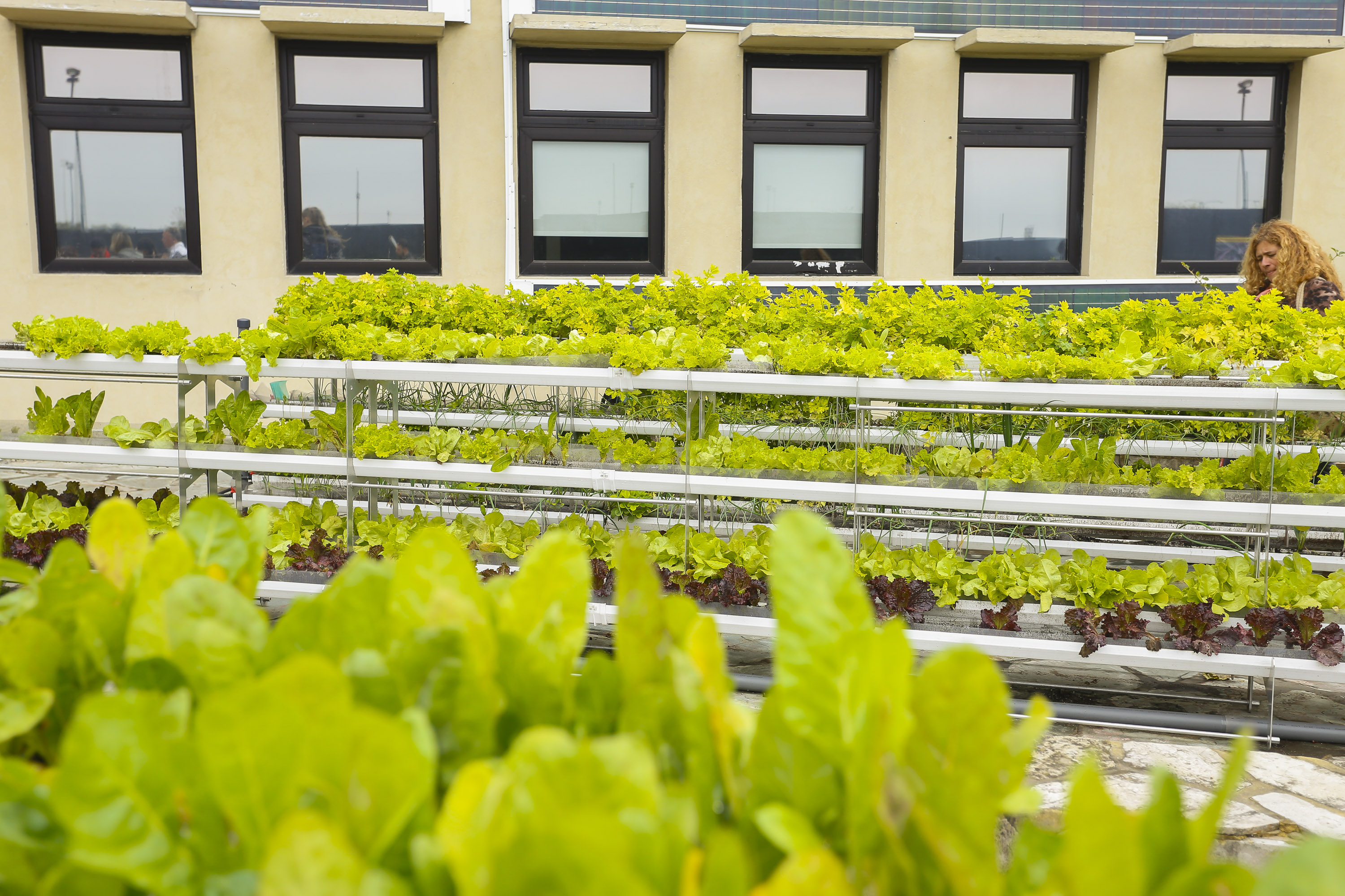 Inscripción a voluntariados gratuitos de agricultura urbana
