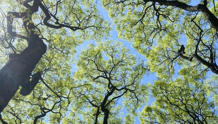 El Larreta está BienalSur | 10 km