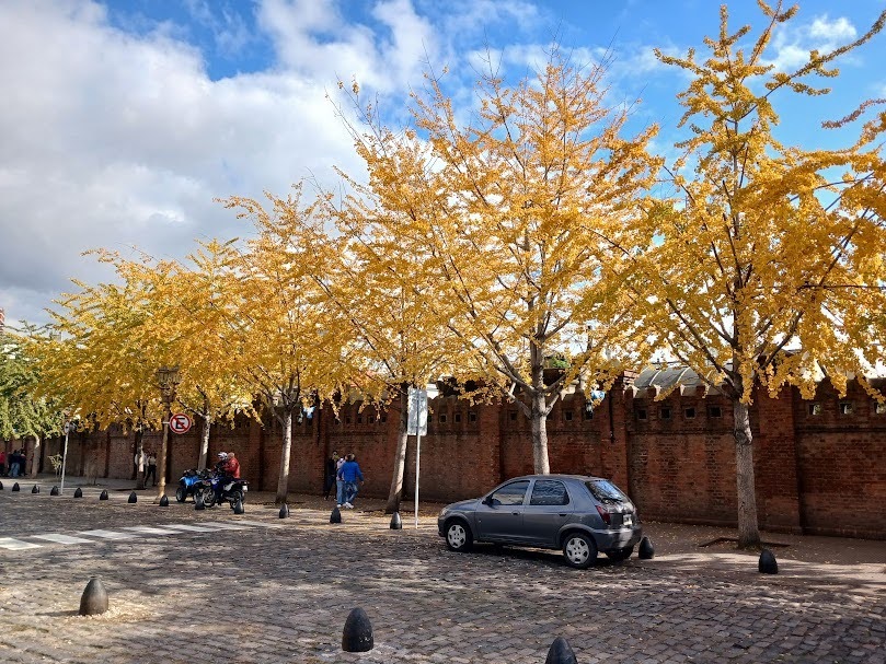 Otoño en la Ciudad: el espectáculo natural que cambia el paisaje porteño