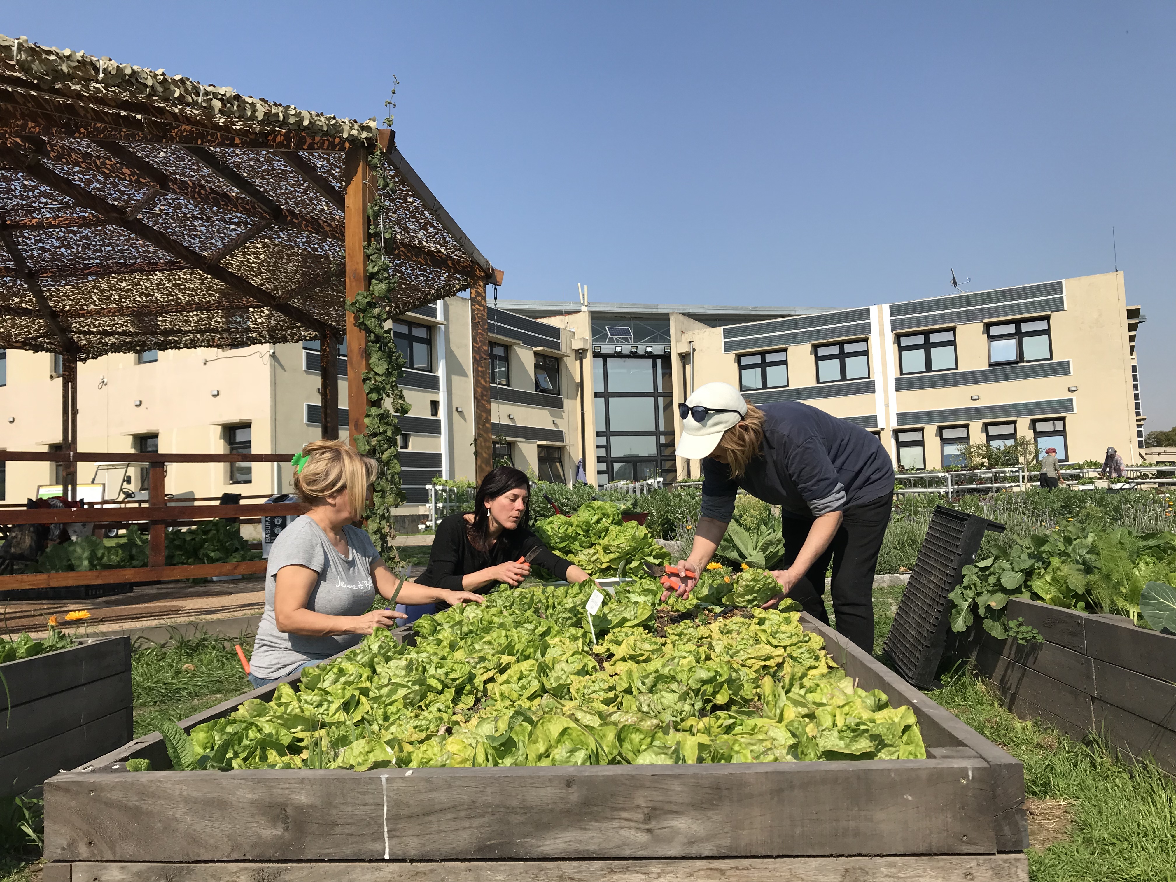 Voluntariados en otoño en el vivero y huerta