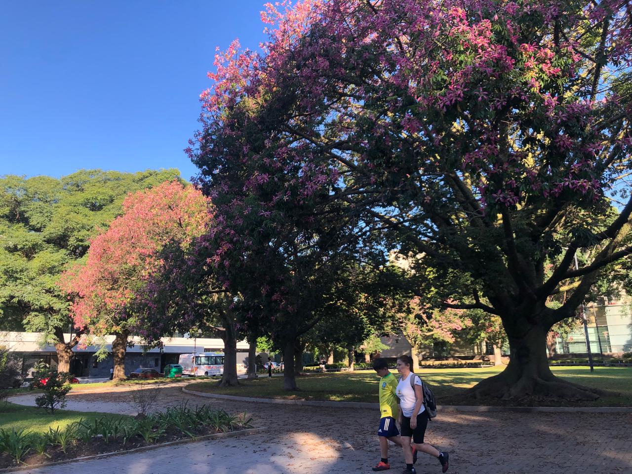 Arbolado urbano: florece el palo borracho y la Ciudad se tiñe de rosa