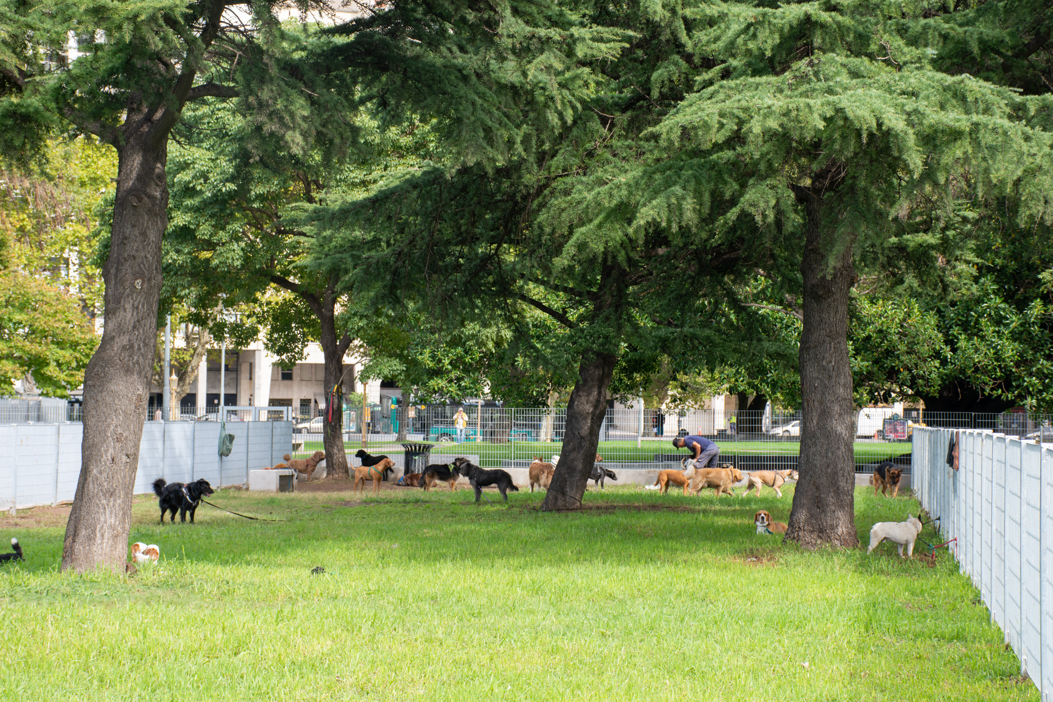 Ya se encuentran renovados los caniles de Parque Thays