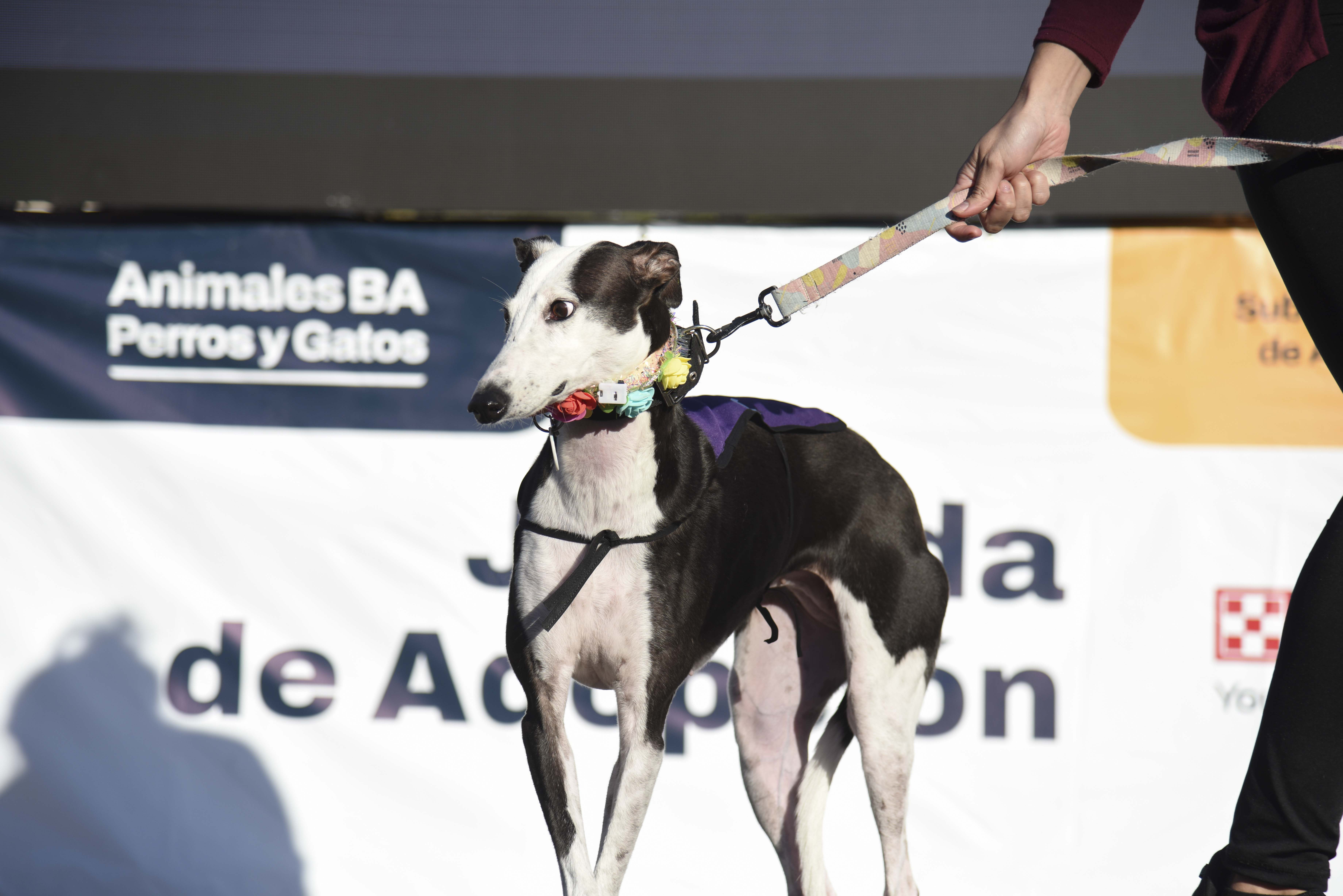 Jornadas de adopción: un nuevo formato, más cerca de los vecinos