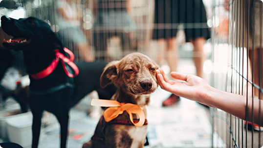 La Ciudad lanza una web con servicios para los vecinos que tienen perros y gatos