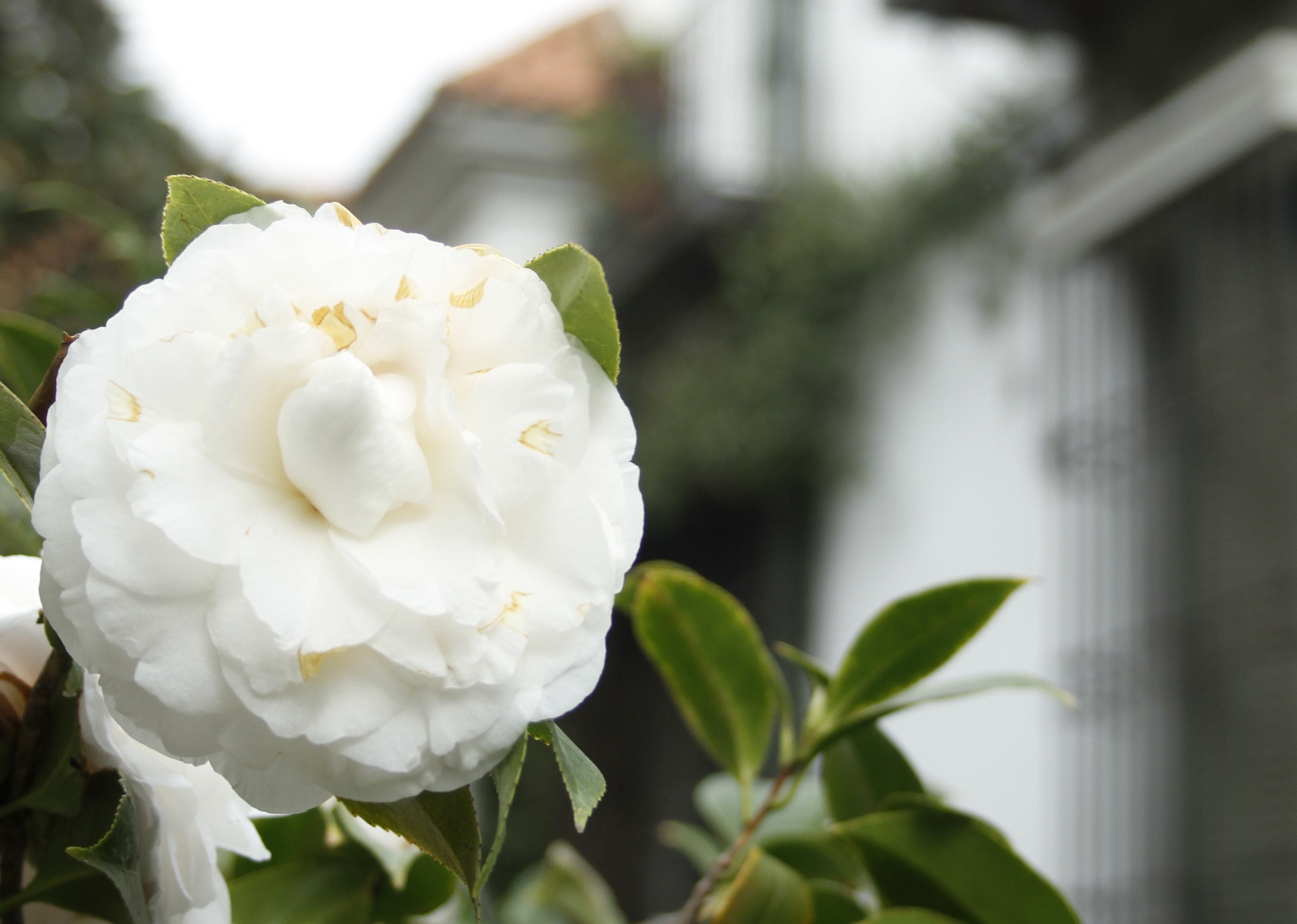Primeras flores: Taller de haiku en el jardín I A cargo de Dolo Trenzadora