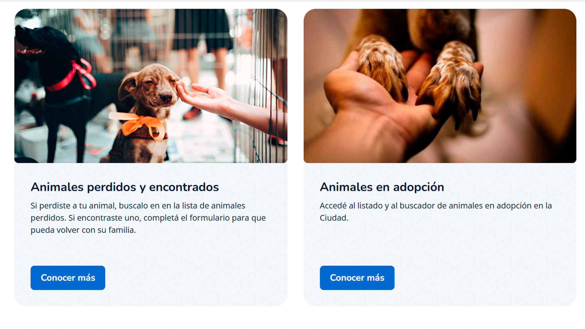 La Ciudad lanza una web con servicios para los vecinos que tienen perros y gatos