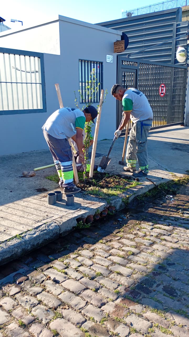 Plantaciones: aumenta la riqueza verde de la Ciudad