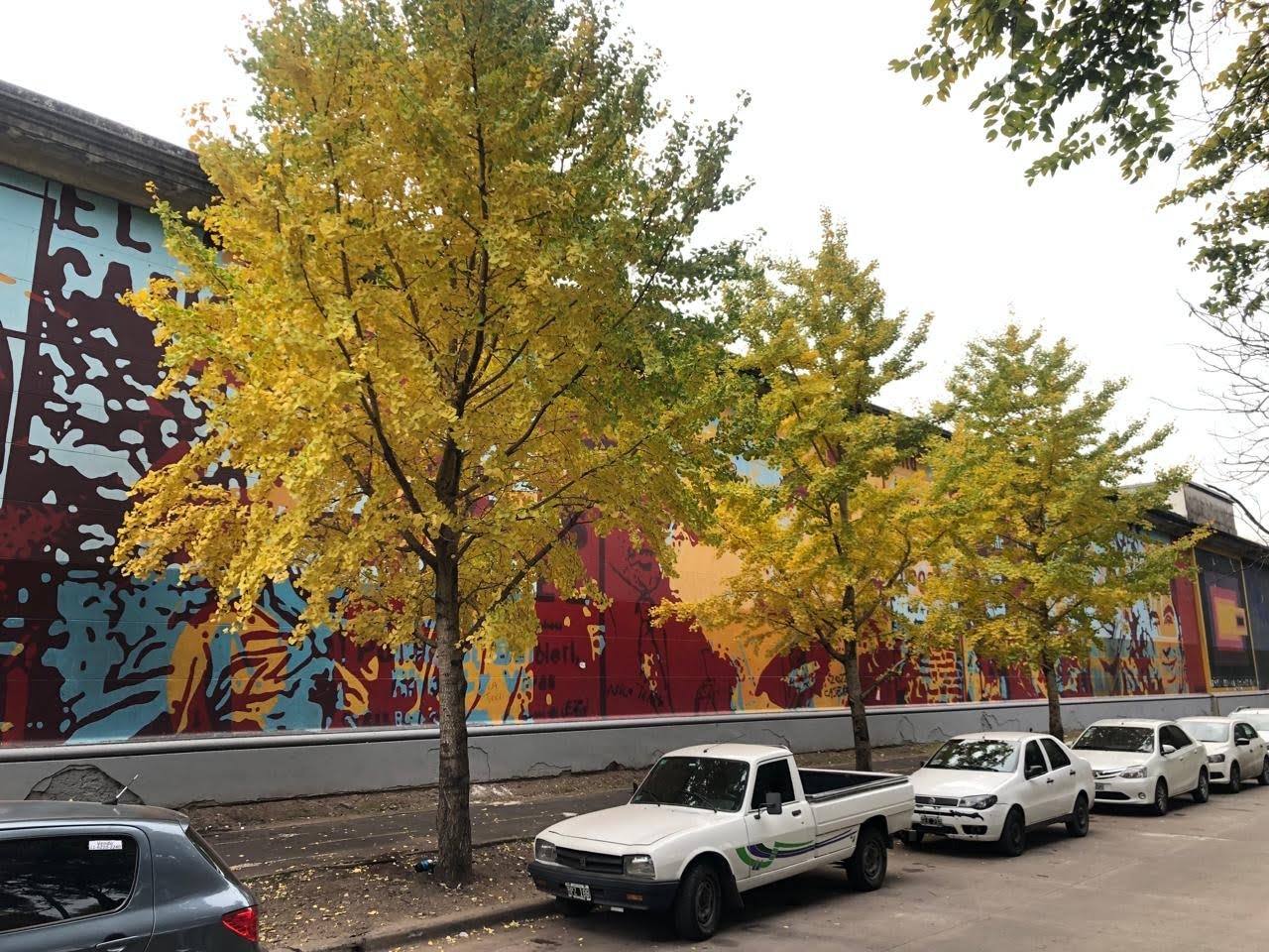 El árbol dorado que despide el otoño: dónde ver ginkgos en la Ciudad