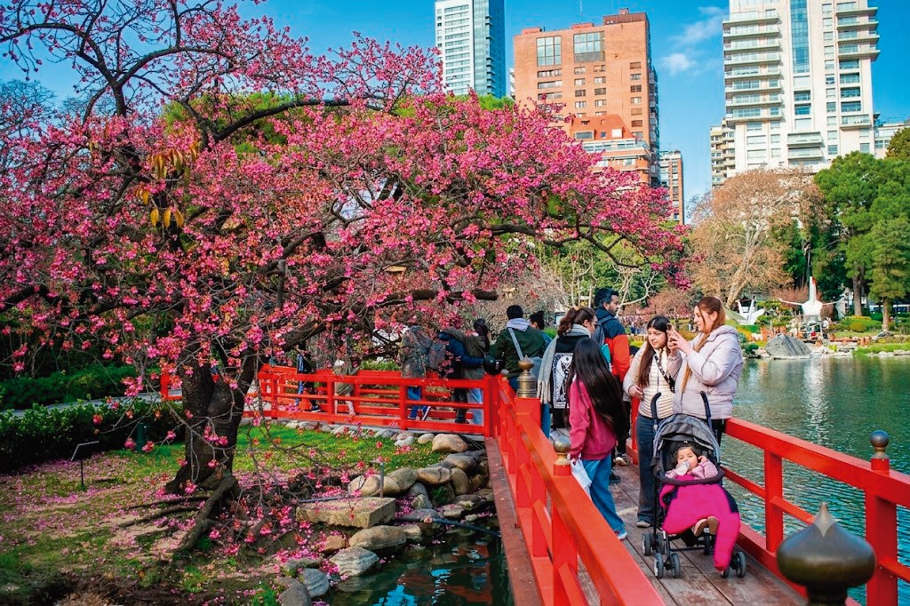 El sendero de sakuras, un espectáculo mágico en el Jardín Japonés