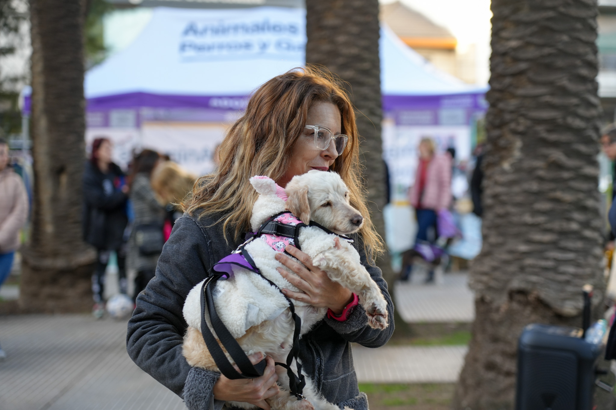Jornadas de adopción: un nuevo formato, más cerca de los vecinos