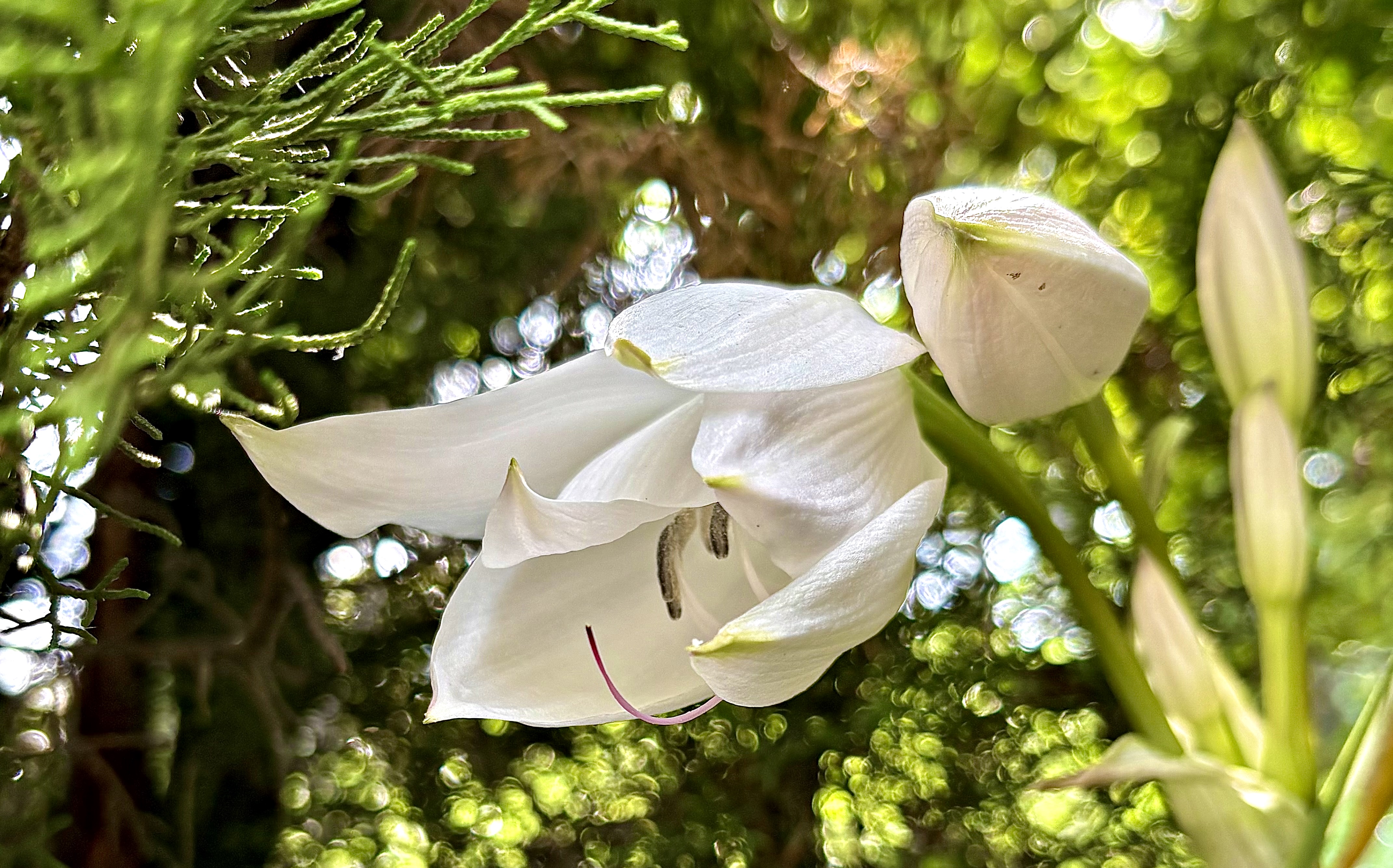 Con la primavera regresa: Catálogo familiar de flores y plantas | A cargo de Romina Orazi, artista visual y jardinera
