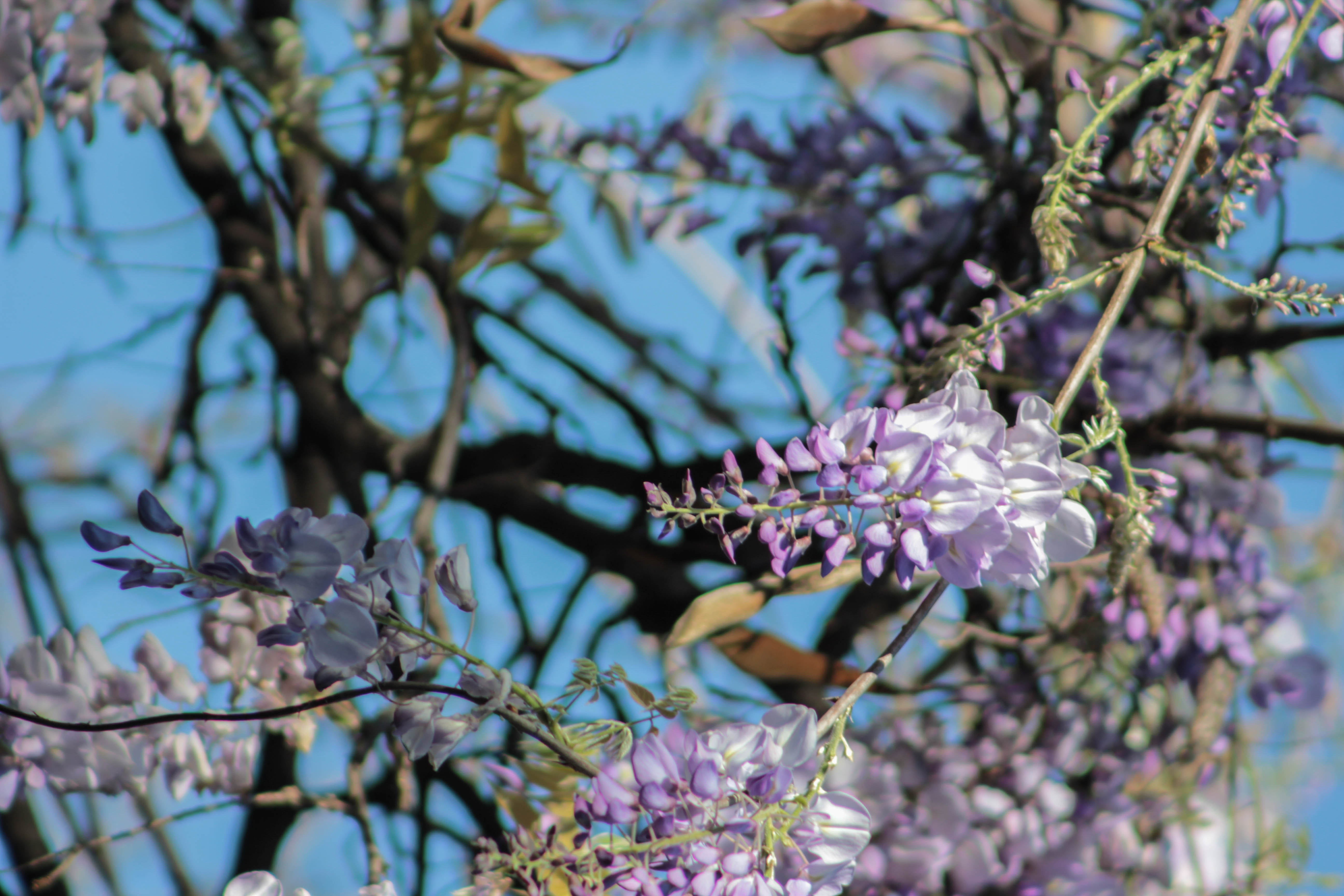 Primeras flores: taller de haiku en el jardín regresa en el mes de la primavera I A cargo de Dolo Trenzadora