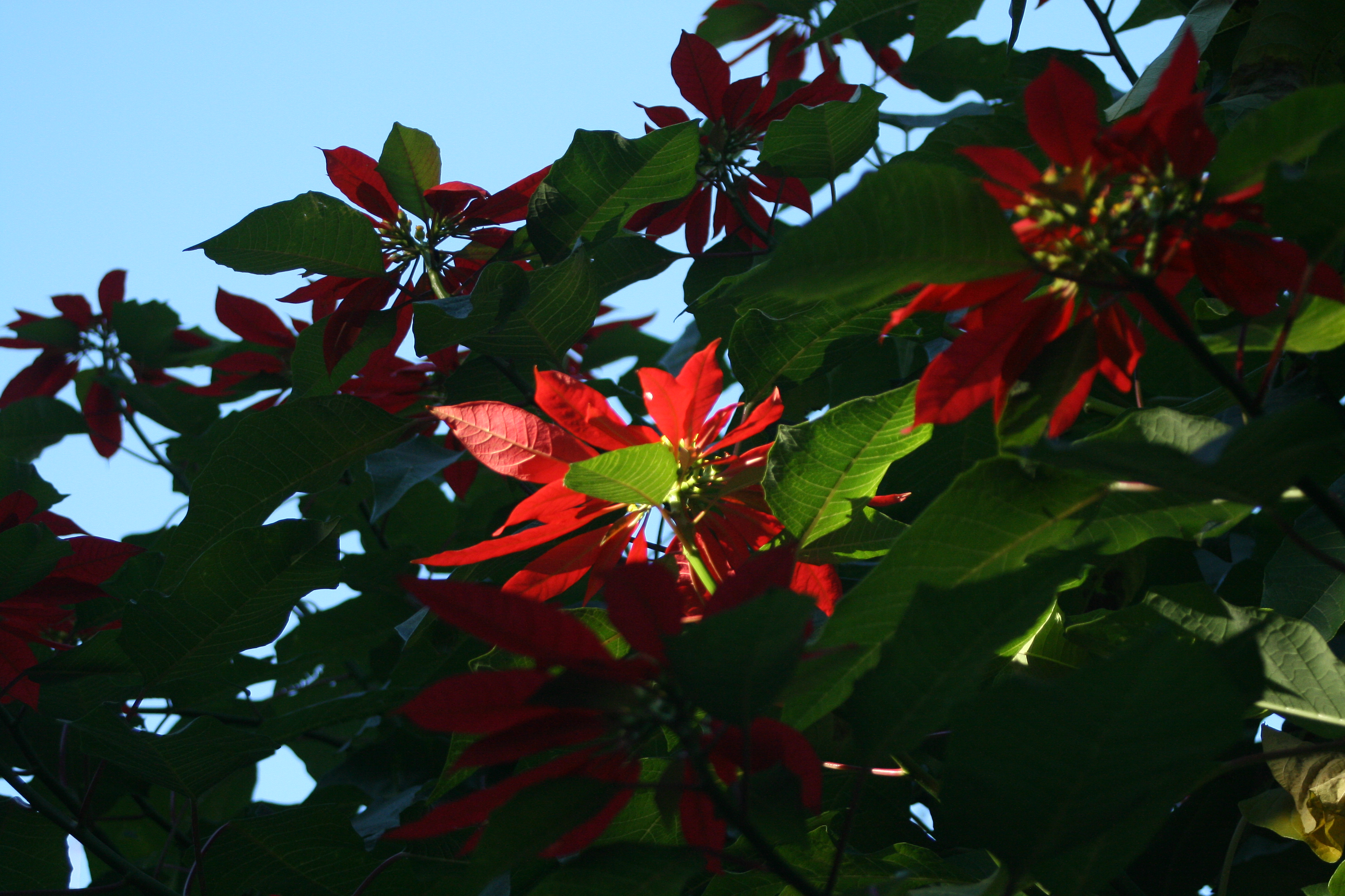Recorrido guiado por el Jardín Andaluz | Sábado 5 de septiembre, 15 h.
