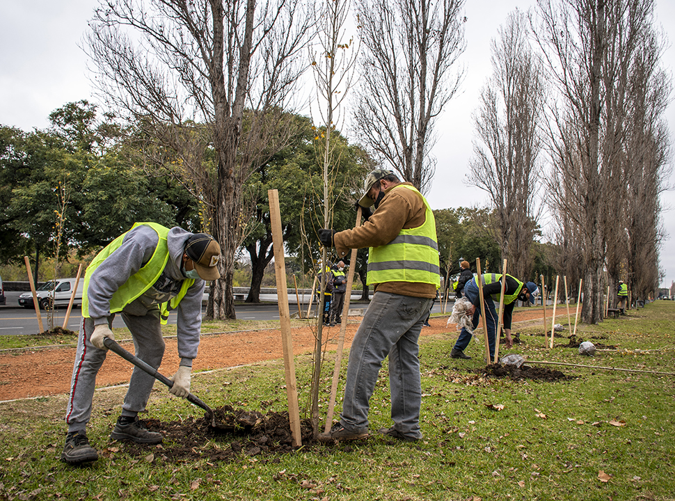 Plantación de álamos en avenida de los Italianos.