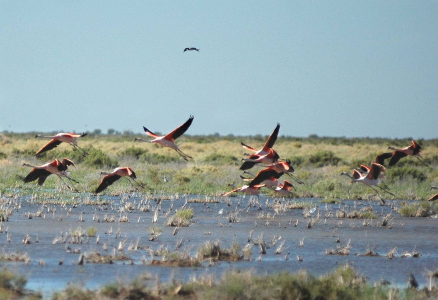 Laguna de Guanacache