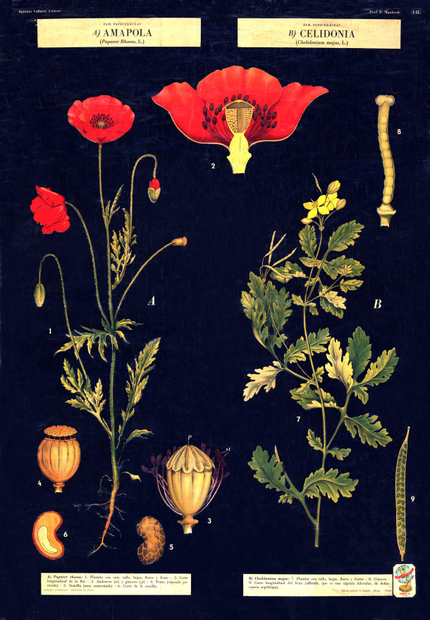Lámina “Amapola”. Antonio Vallardi Editore, Milán. Importada por la Ed. Vallardi Americana