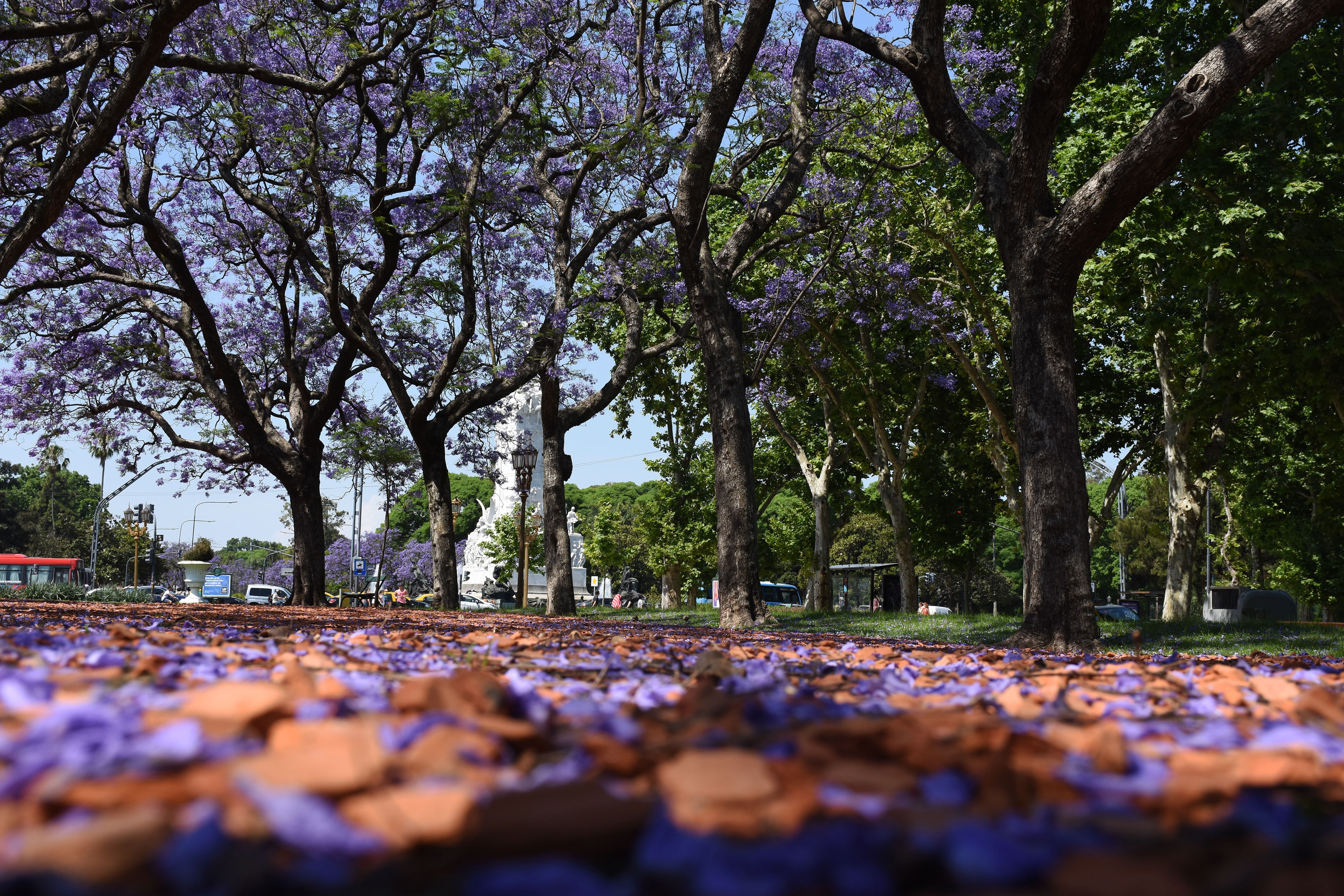 Piso cubierto de flores de jacarandá